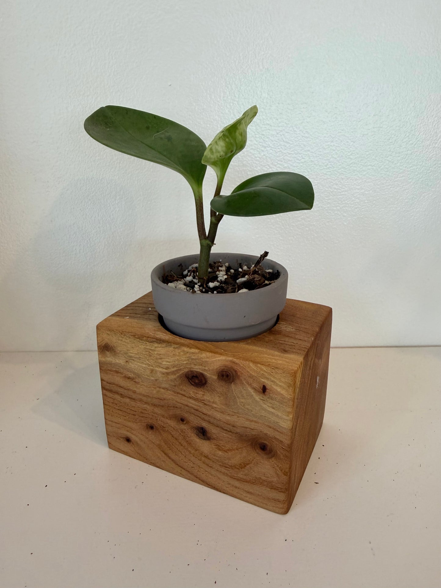 Mini Wood Planter with Peperomia