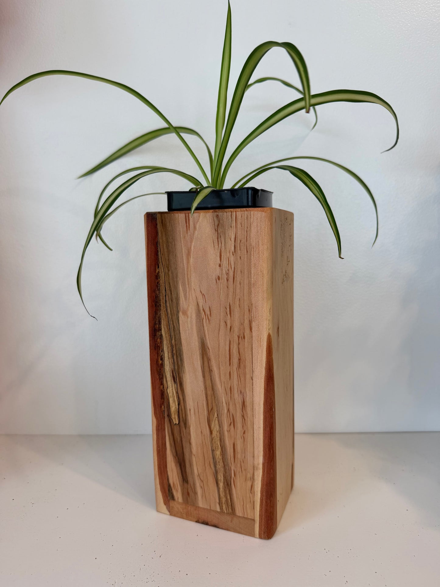 Bonnie Spider Plant in Ambrosia Maple Planter