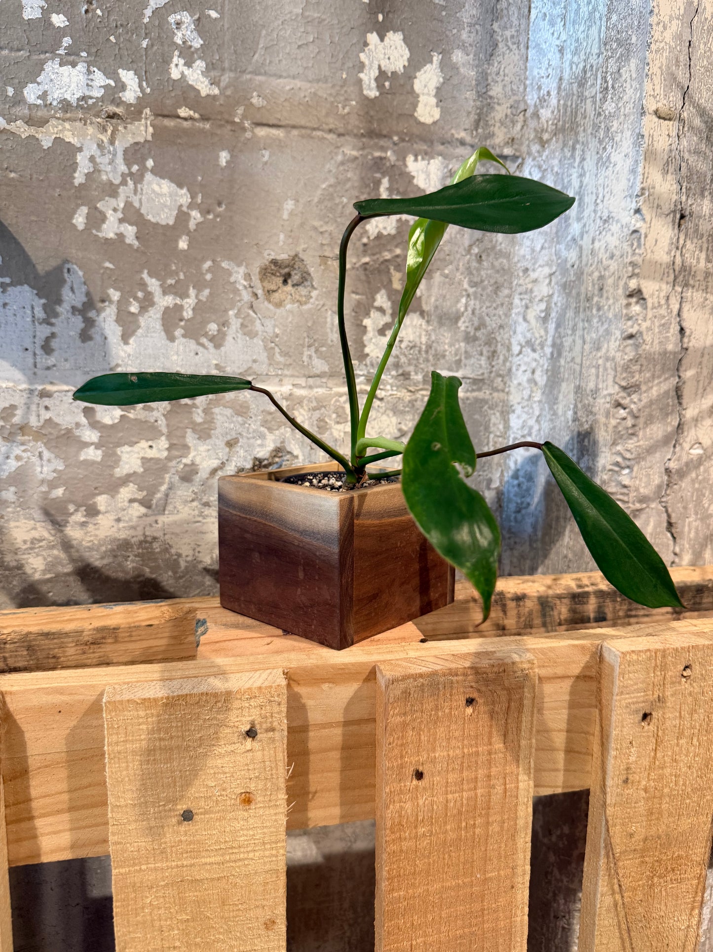 Black Walnut Planter