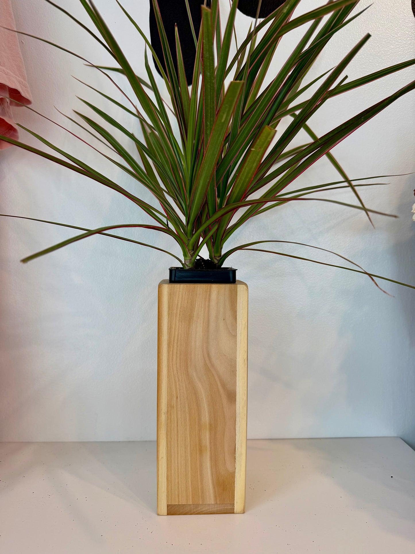 Sycamore Tall Planter with Dracaena Marginata