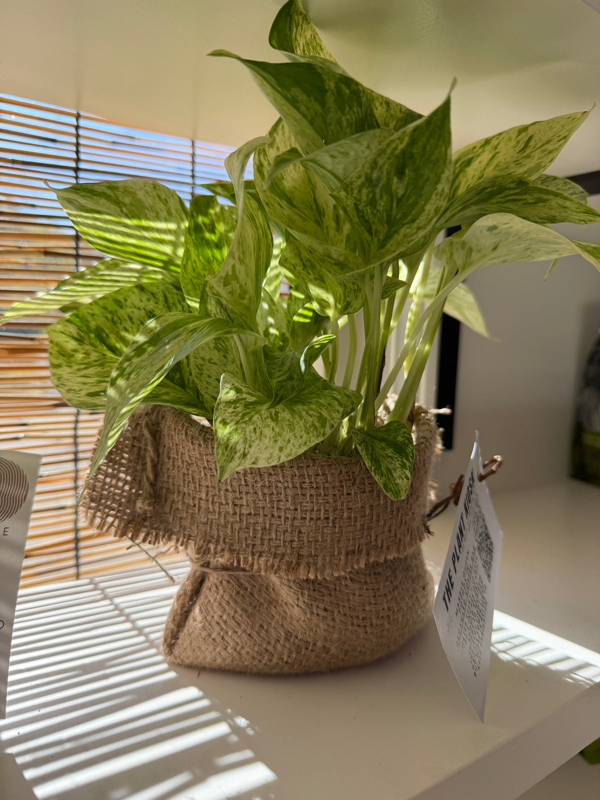 Pothos in Coffee Sack