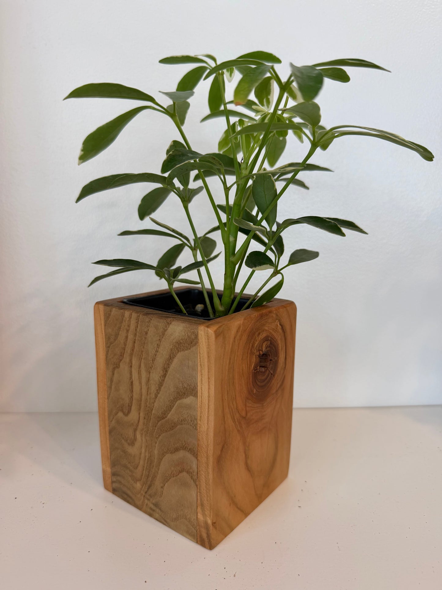 Moonlight Scheflera in Wood Planter