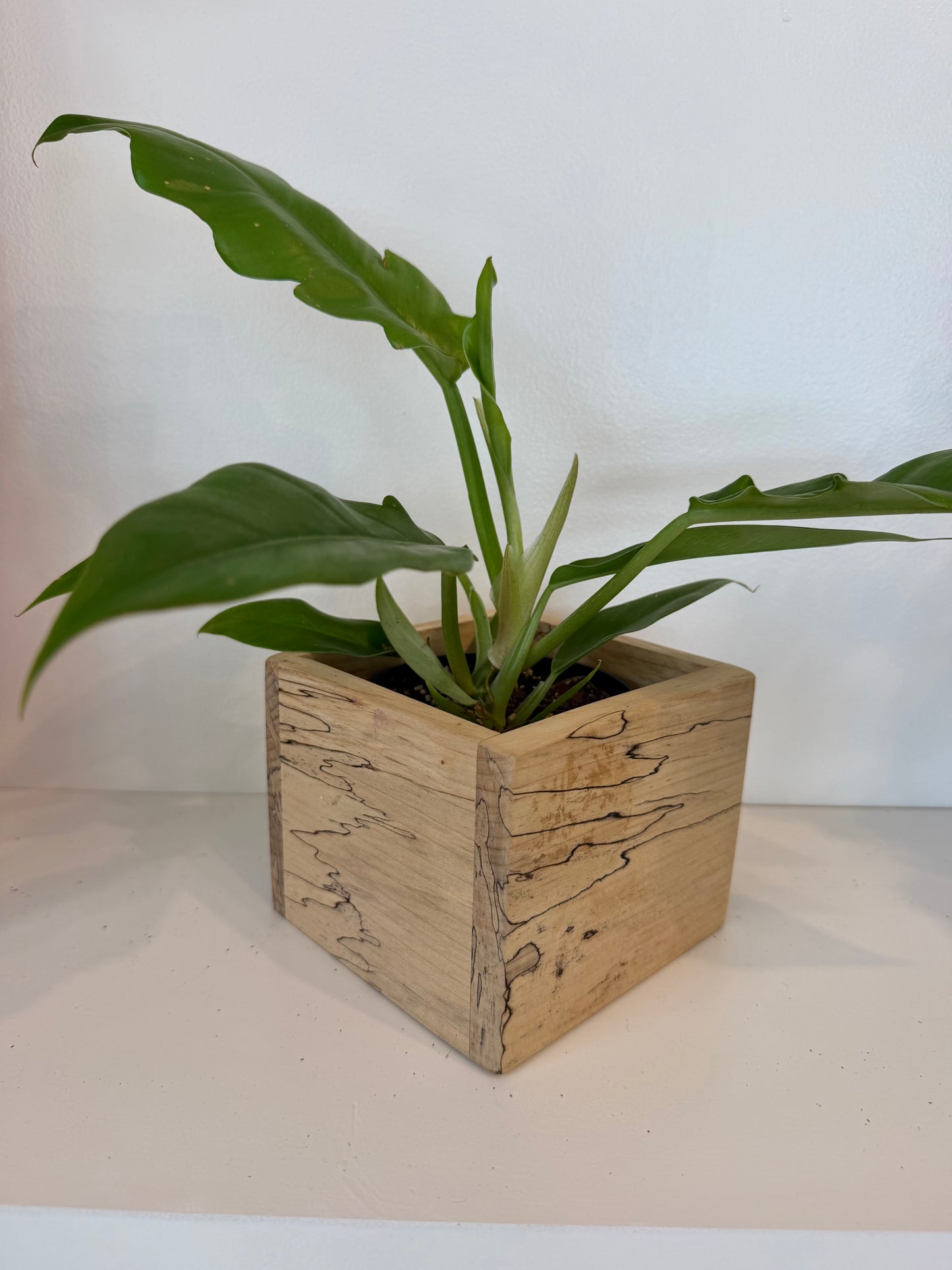 Jungle Boogie in Spalted Maple Planter Box
