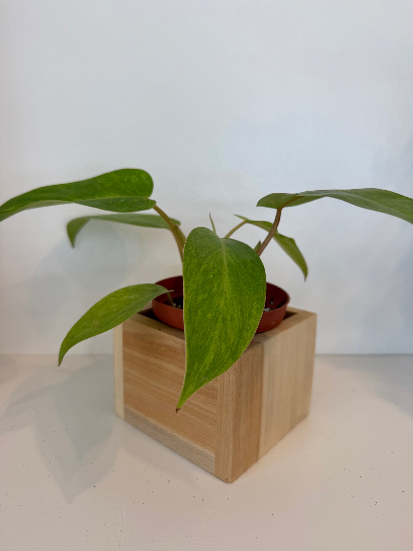Painted Lady Philodendron in Sycamore Wood Planter