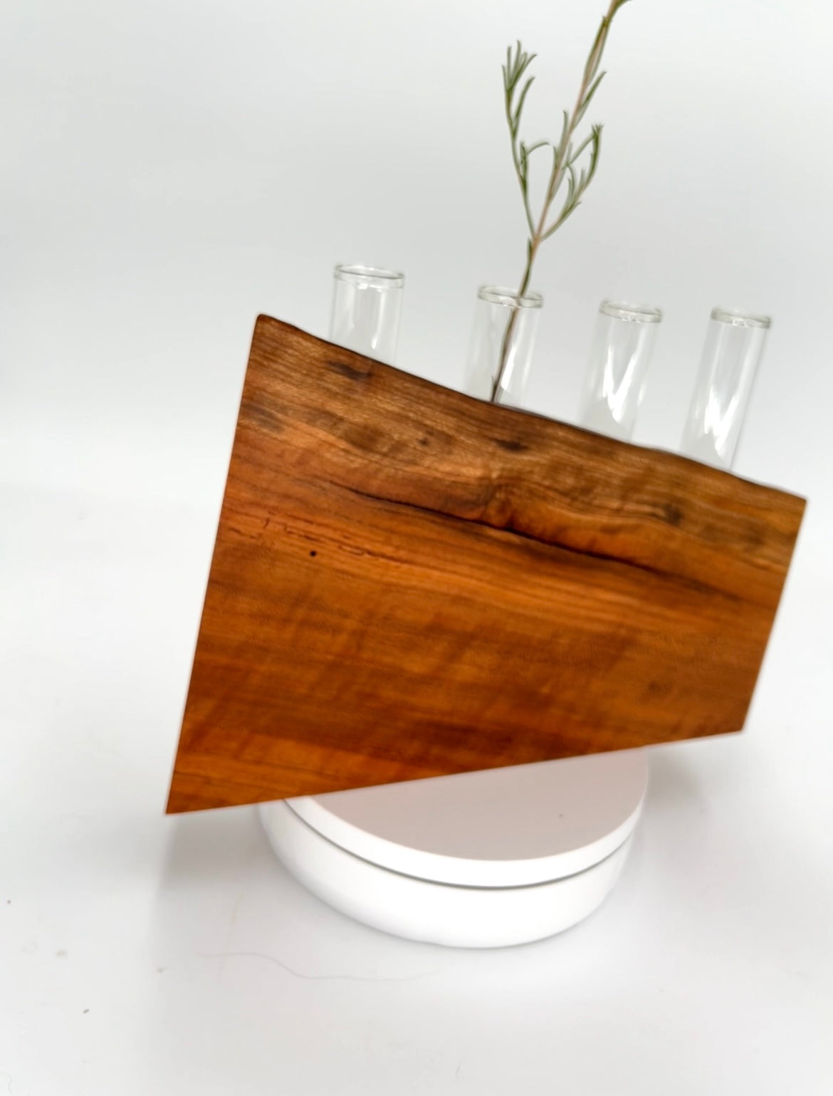 Black Cherry Propagation Station