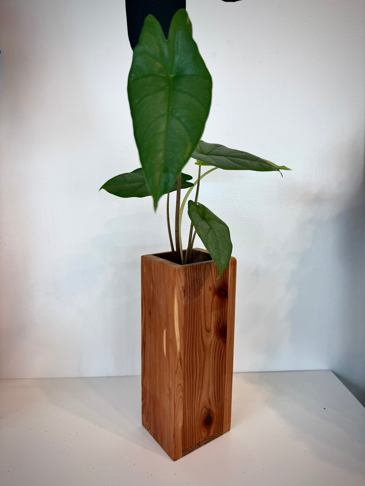 Alocasia Dragons Breath in Self-Watering Cedar Vase