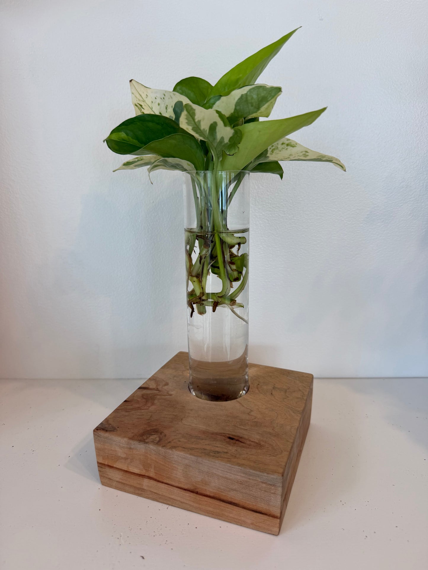 Pothos Live Plant Arrangment