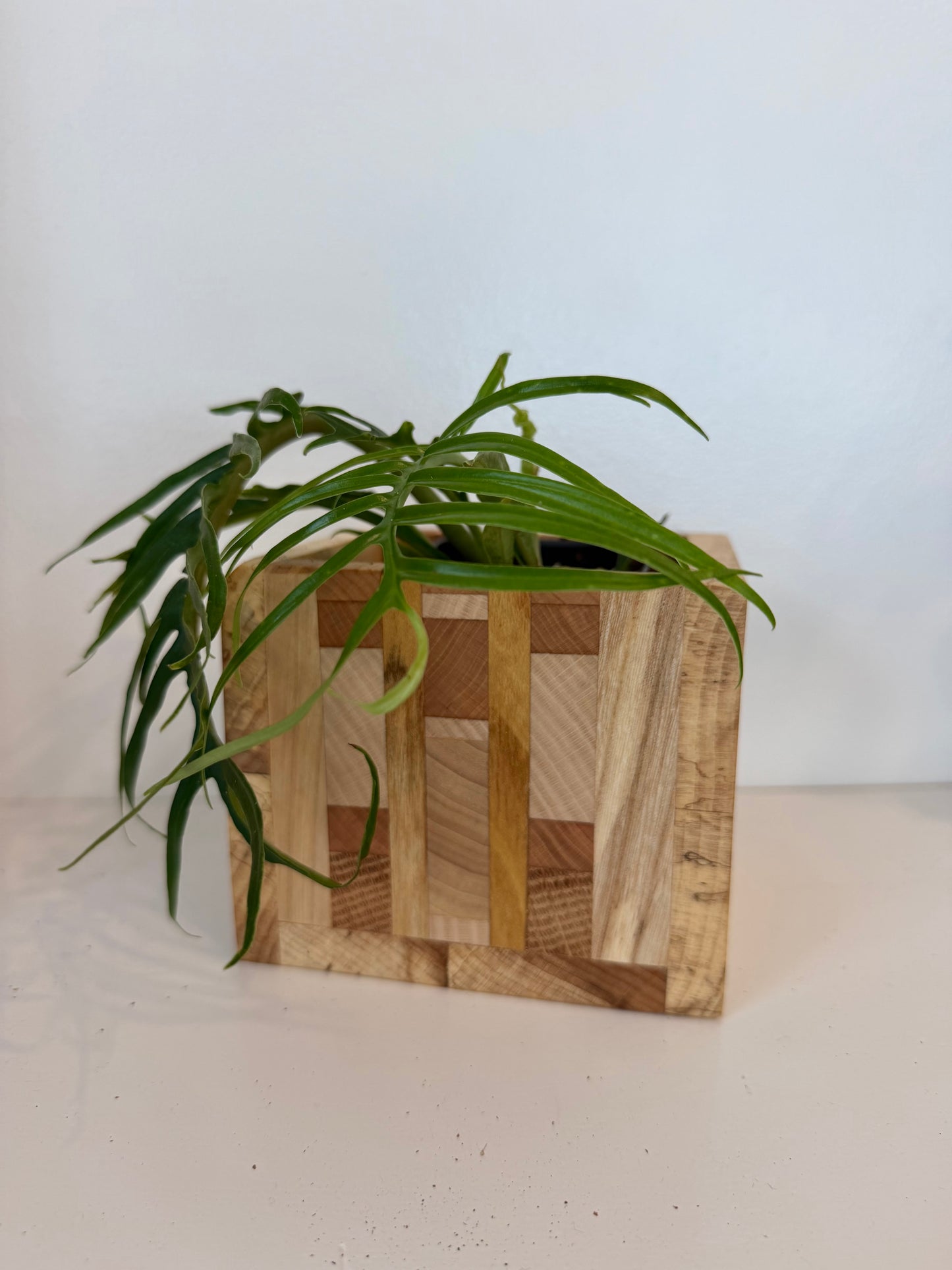 ‘Golden Hour’ End-Grain Planter Box with Philodendron Tortum
