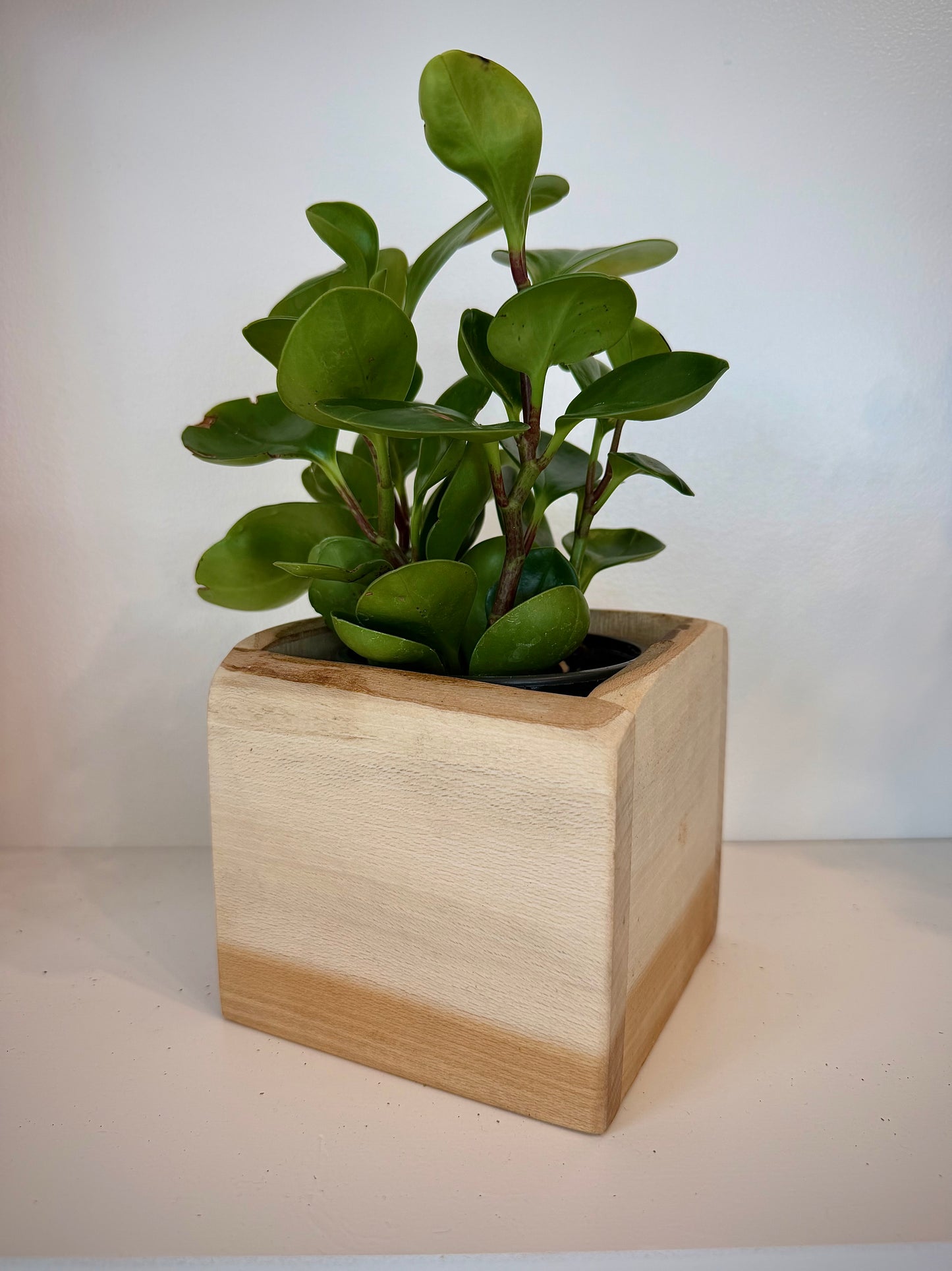 Peperomia Obtusfolia in Sycamore Planter