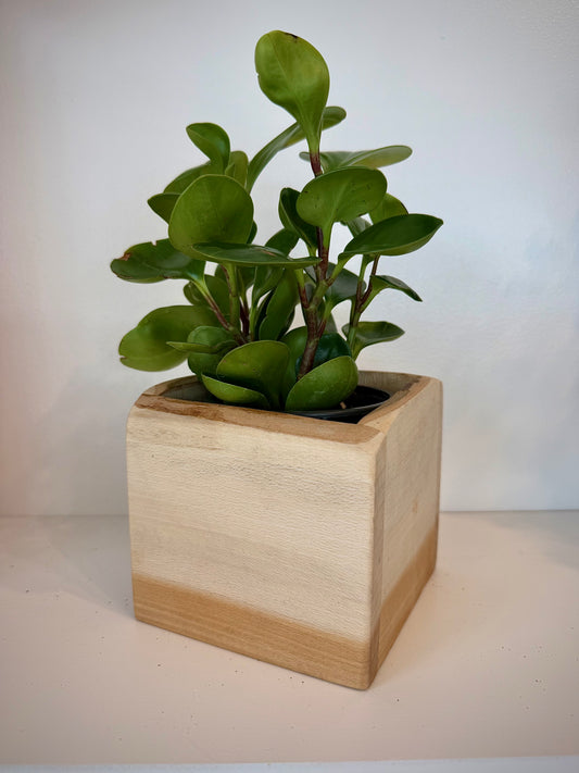 Peperomia Obtusfolia in Sycamore Planter