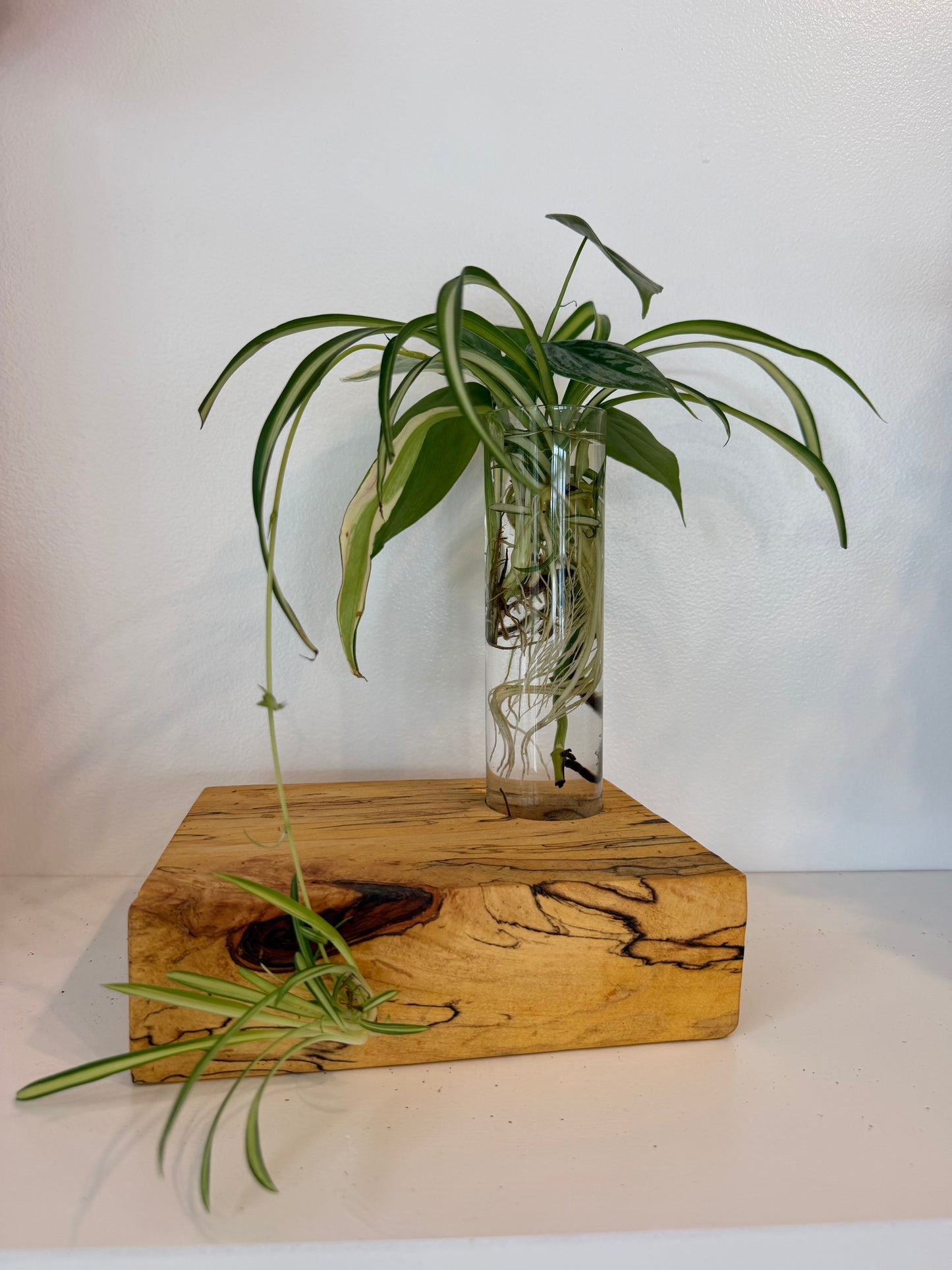 Propagation Vase Arrangment