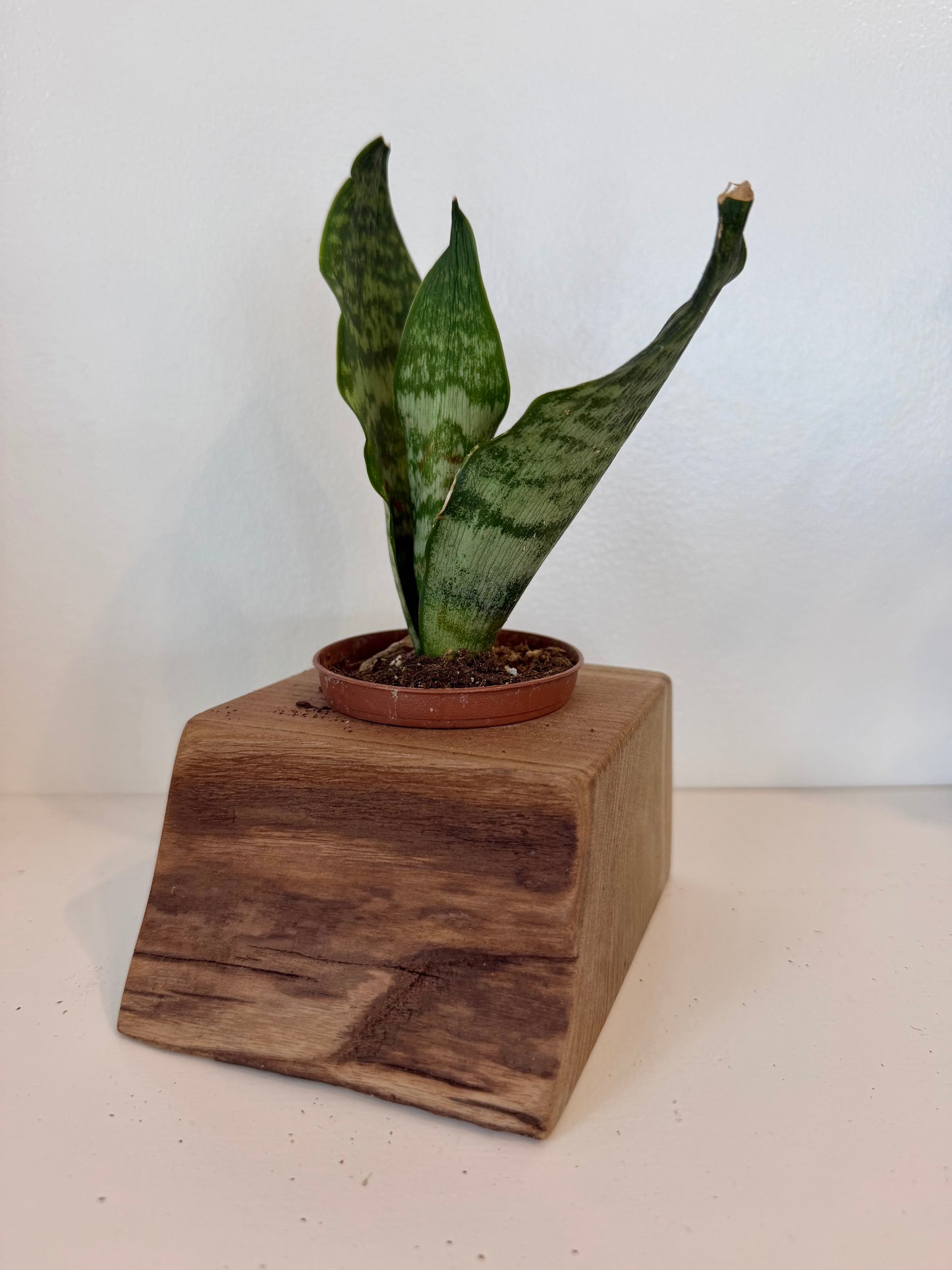 Mini Wood Planter with Snake