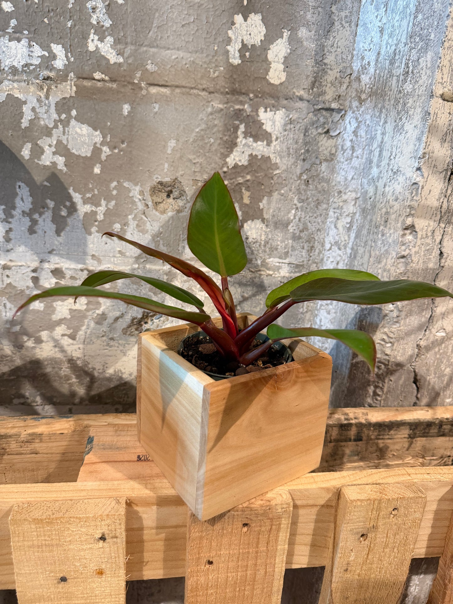 Sycamore Planter Box