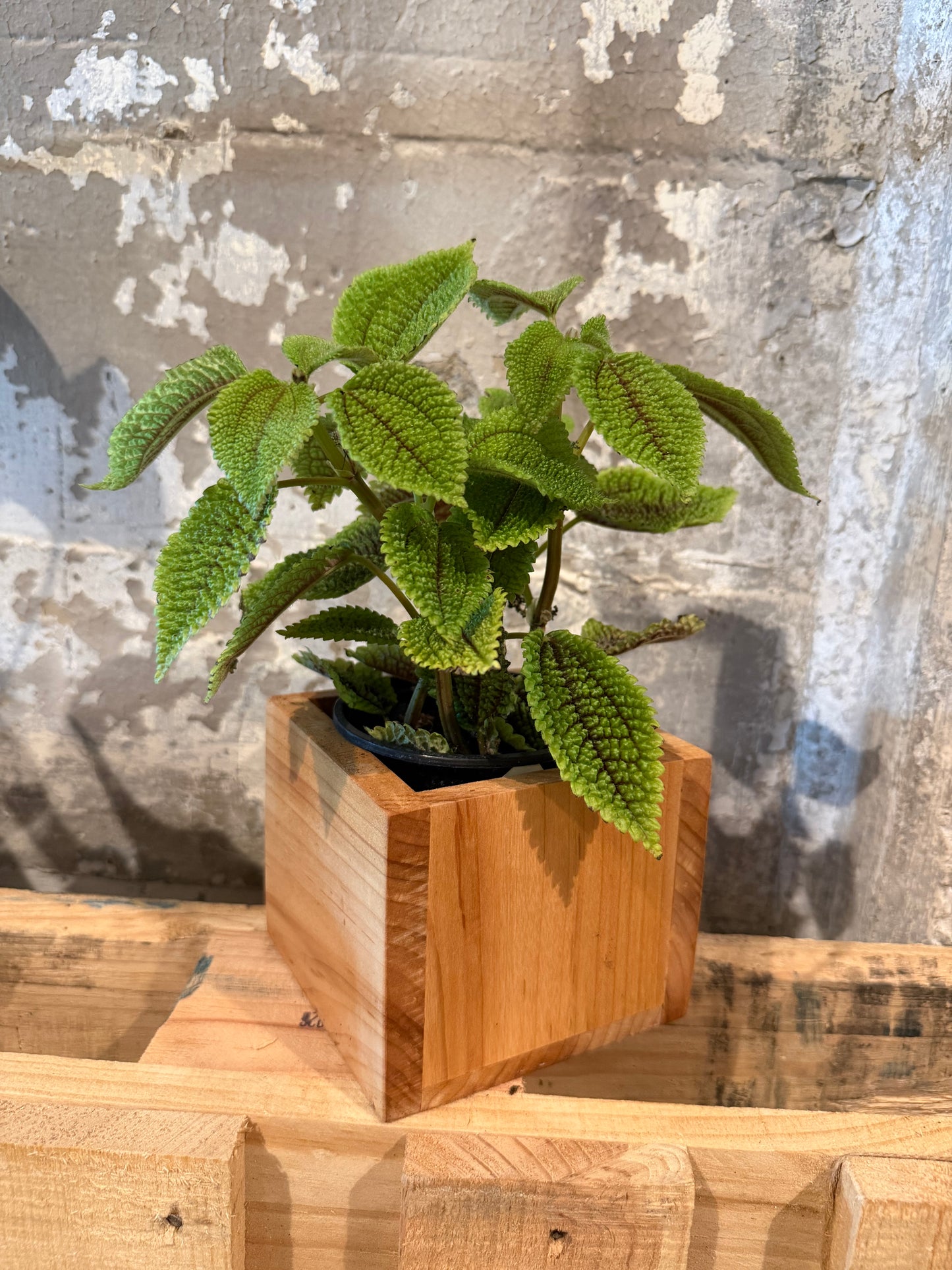 Maple Planter Box