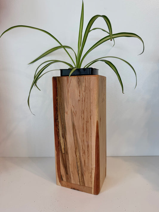 Bonnie Spider Plant in Ambrosia Maple Planter