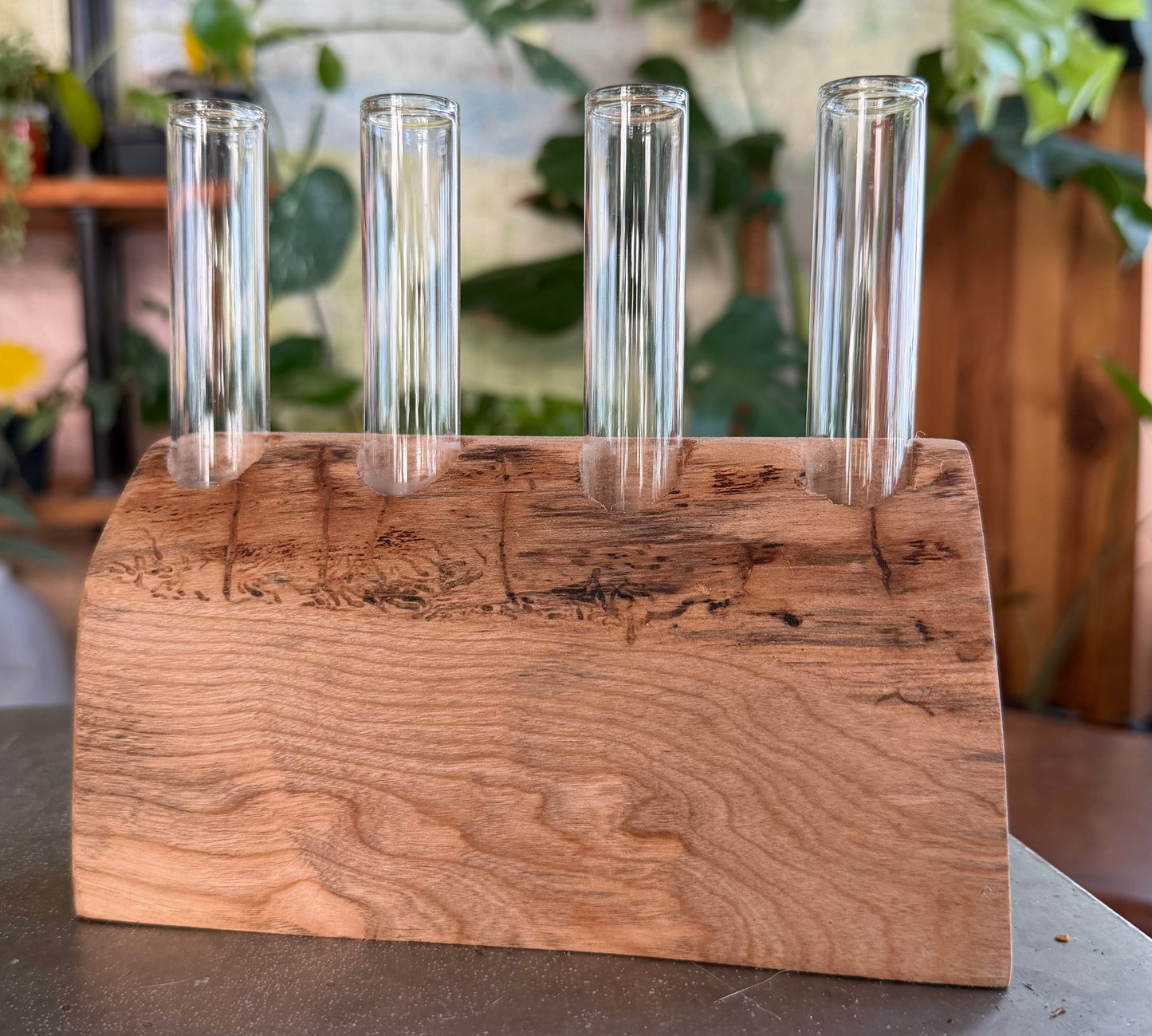 Black Cherry Propagation Station