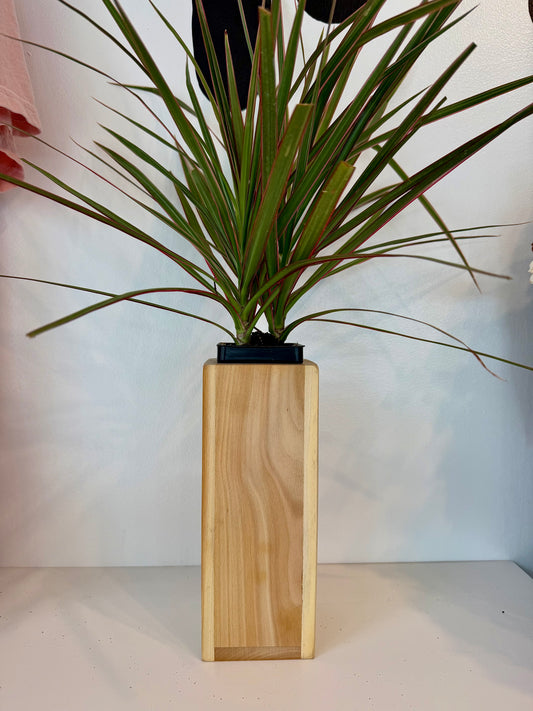Sycamore Tall Planter with Dracaena Marginata