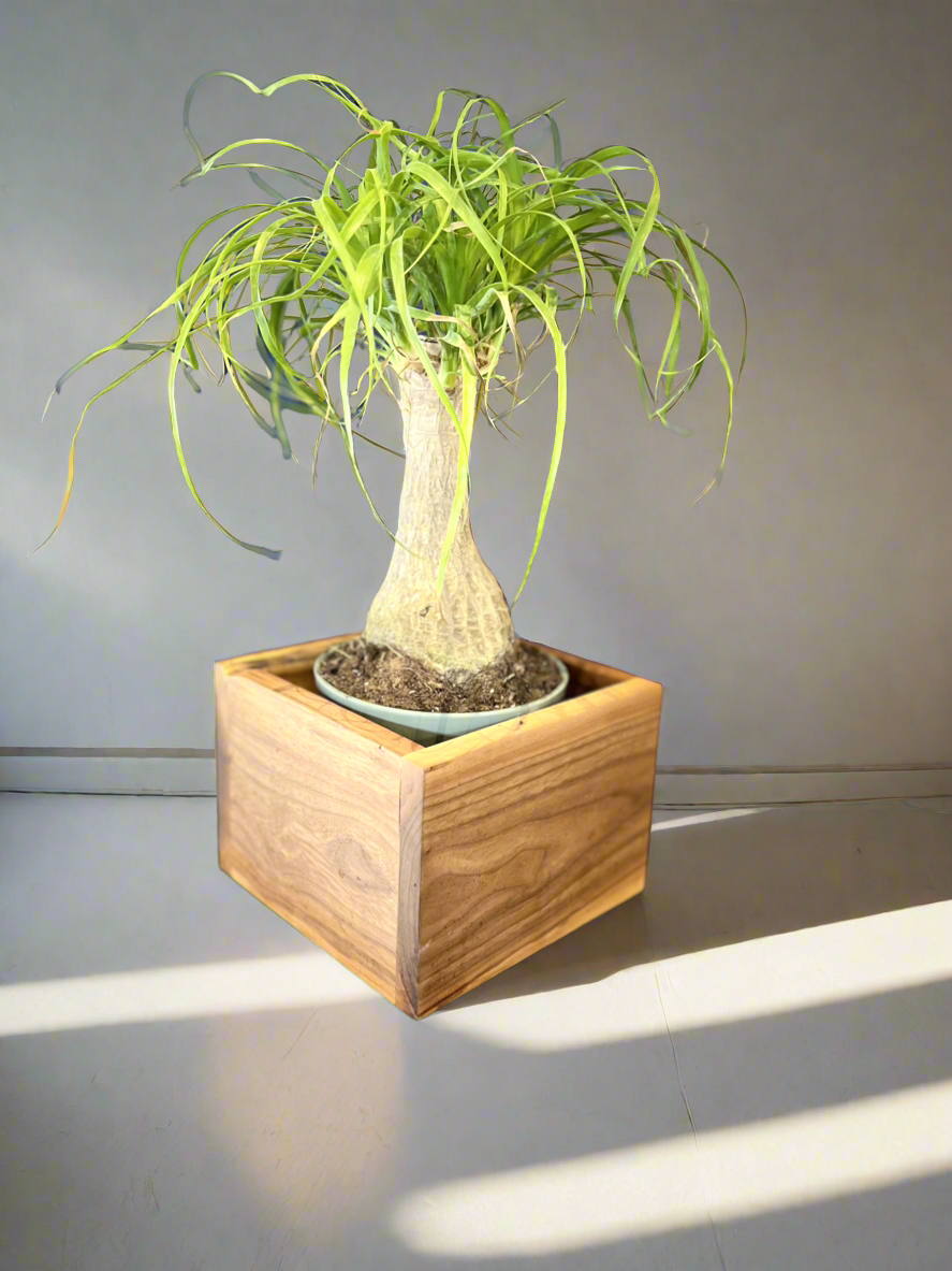 Modern Black Walnut Cube Planter