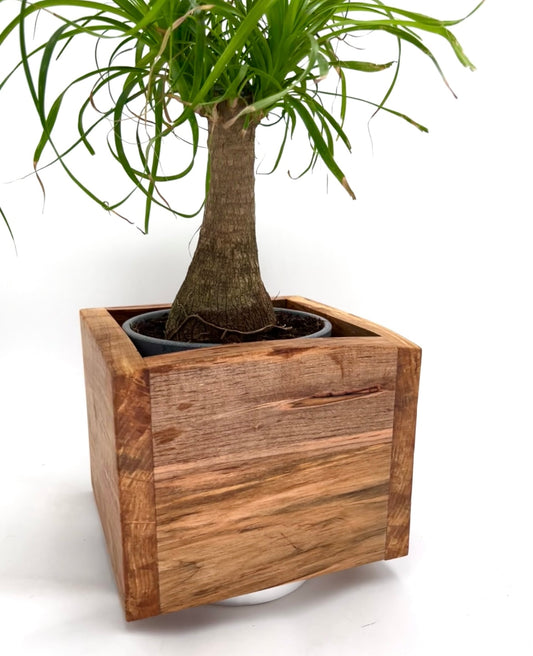 Modern Aged Birch Hardwood Planter