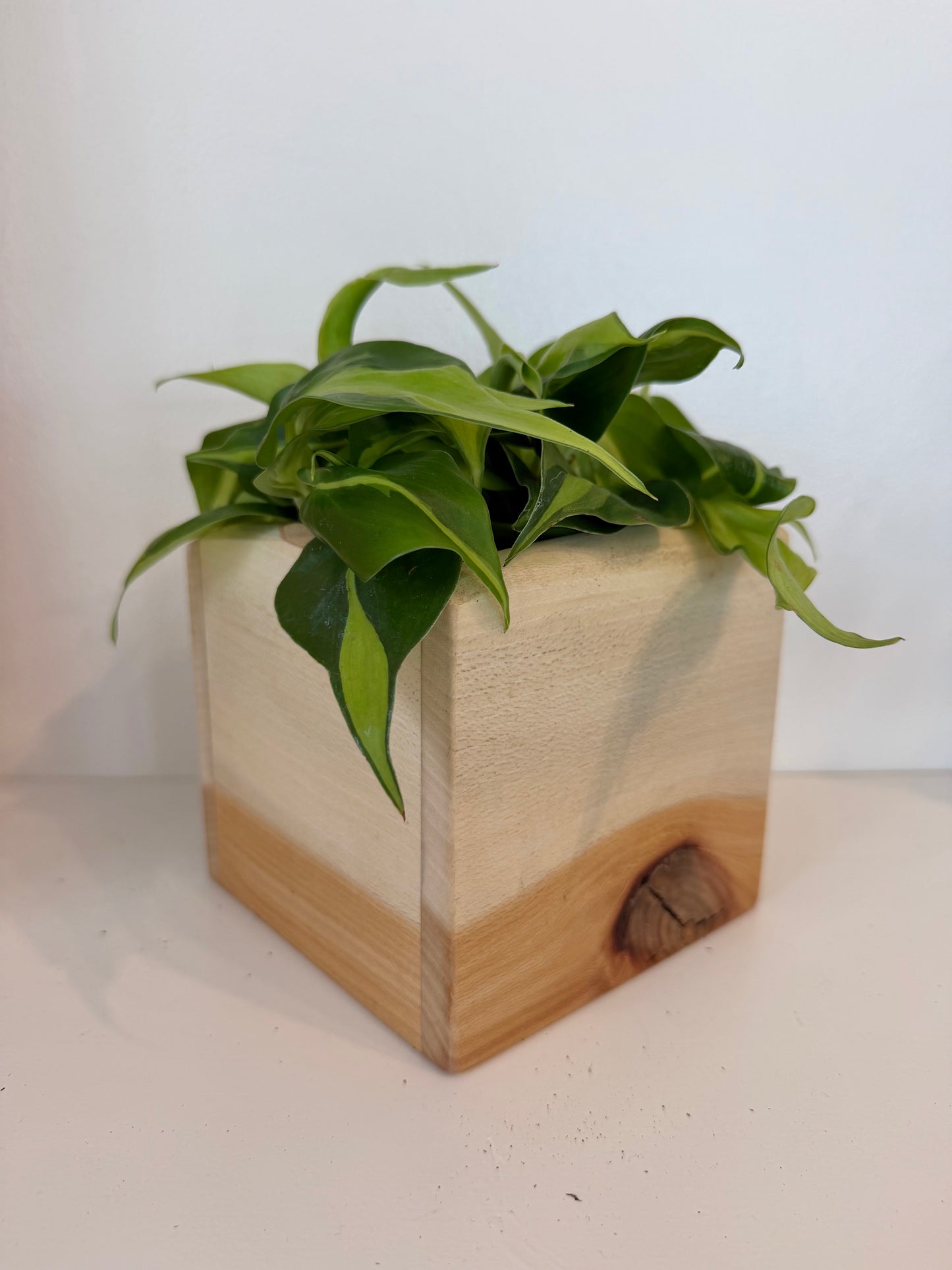 Brazil Philodendron in Sycamore Planter Box