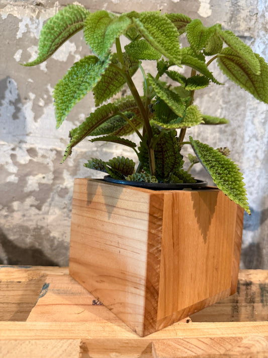 Maple Planter Box