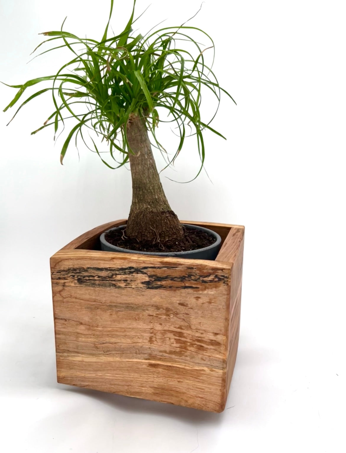 Modern Aged Birch Hardwood Planter