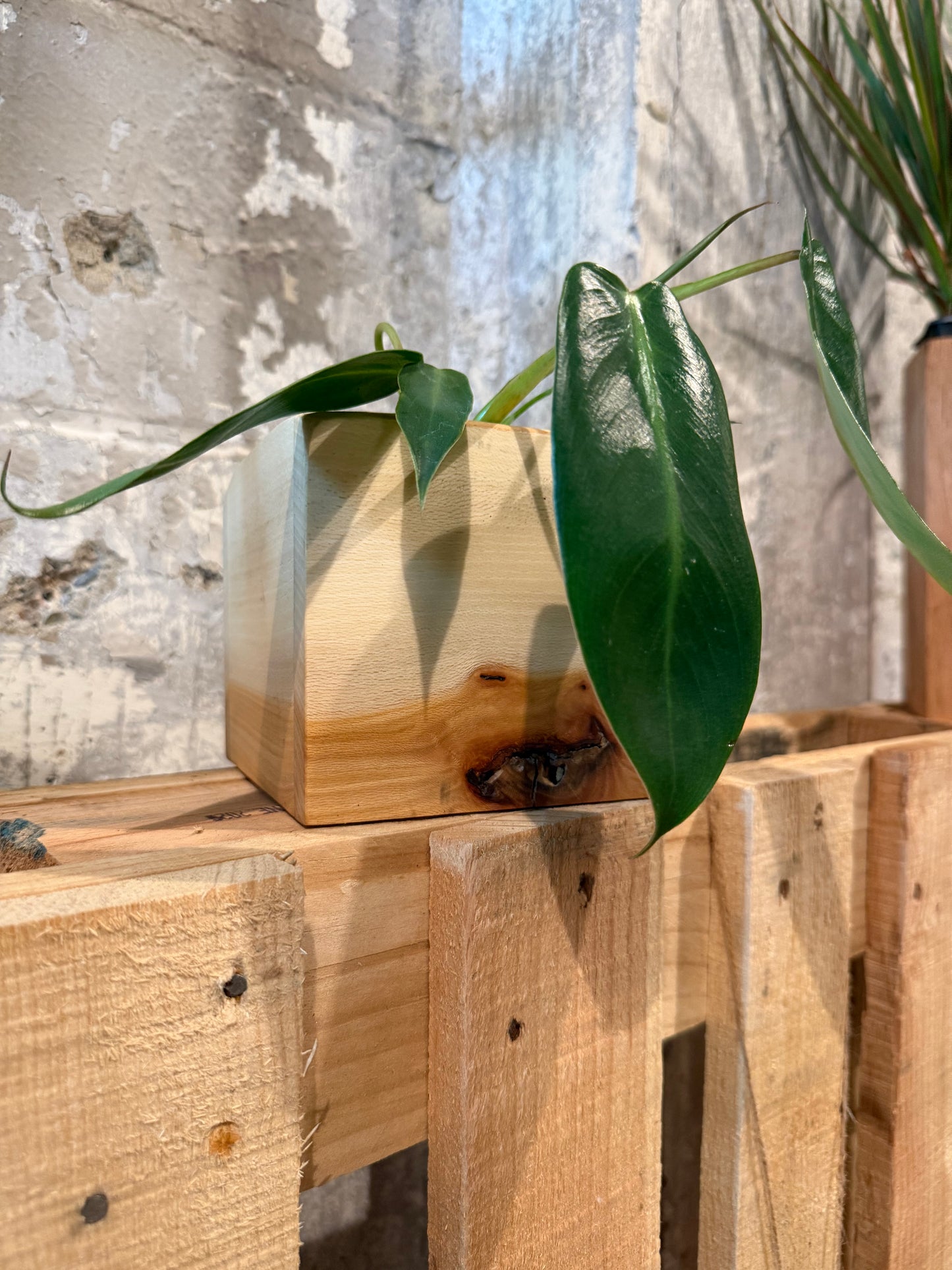 The Sycamore Monster - Planter