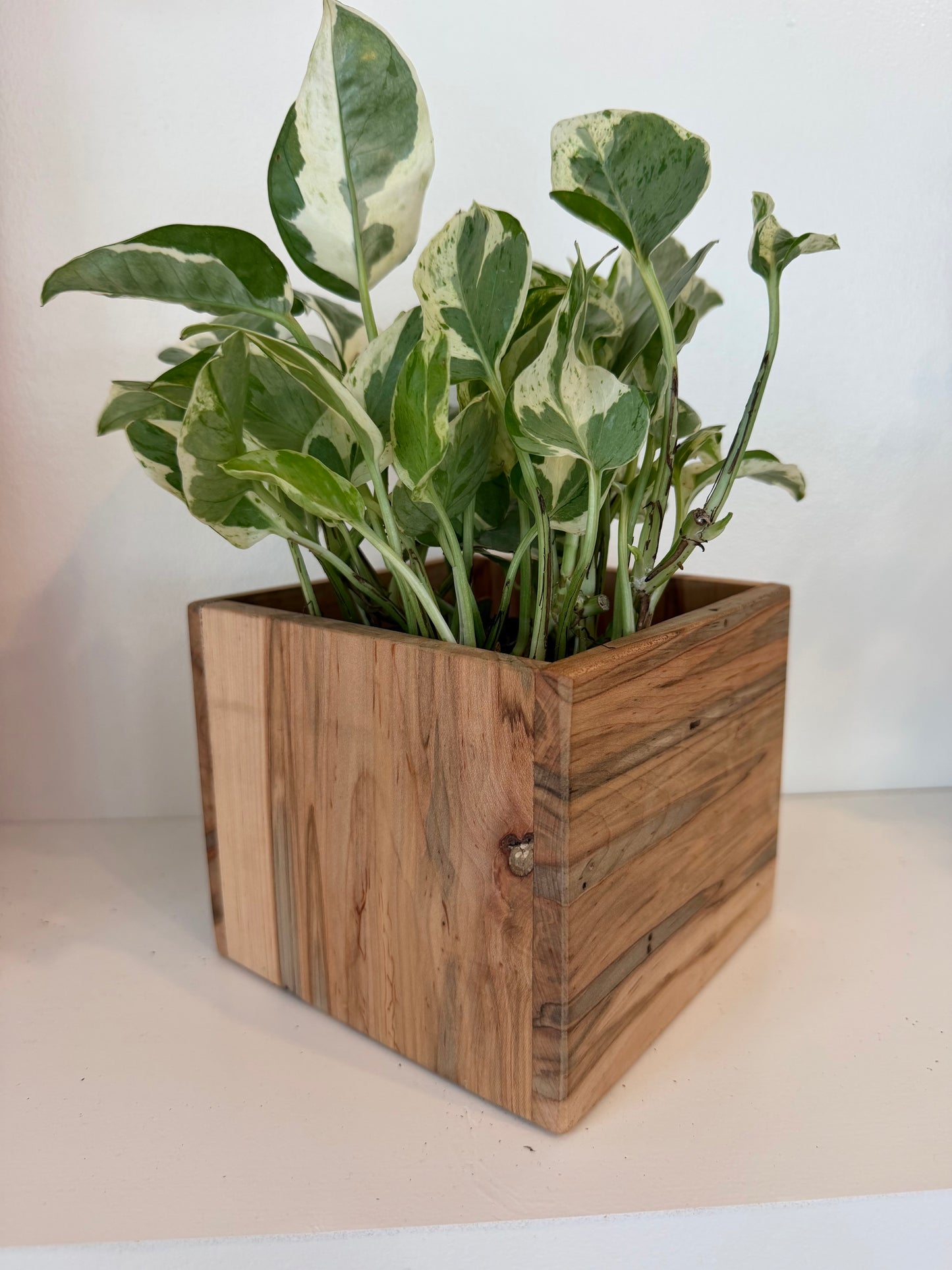 Pearl and Jade Pothos in Ambrosia Maple Planter