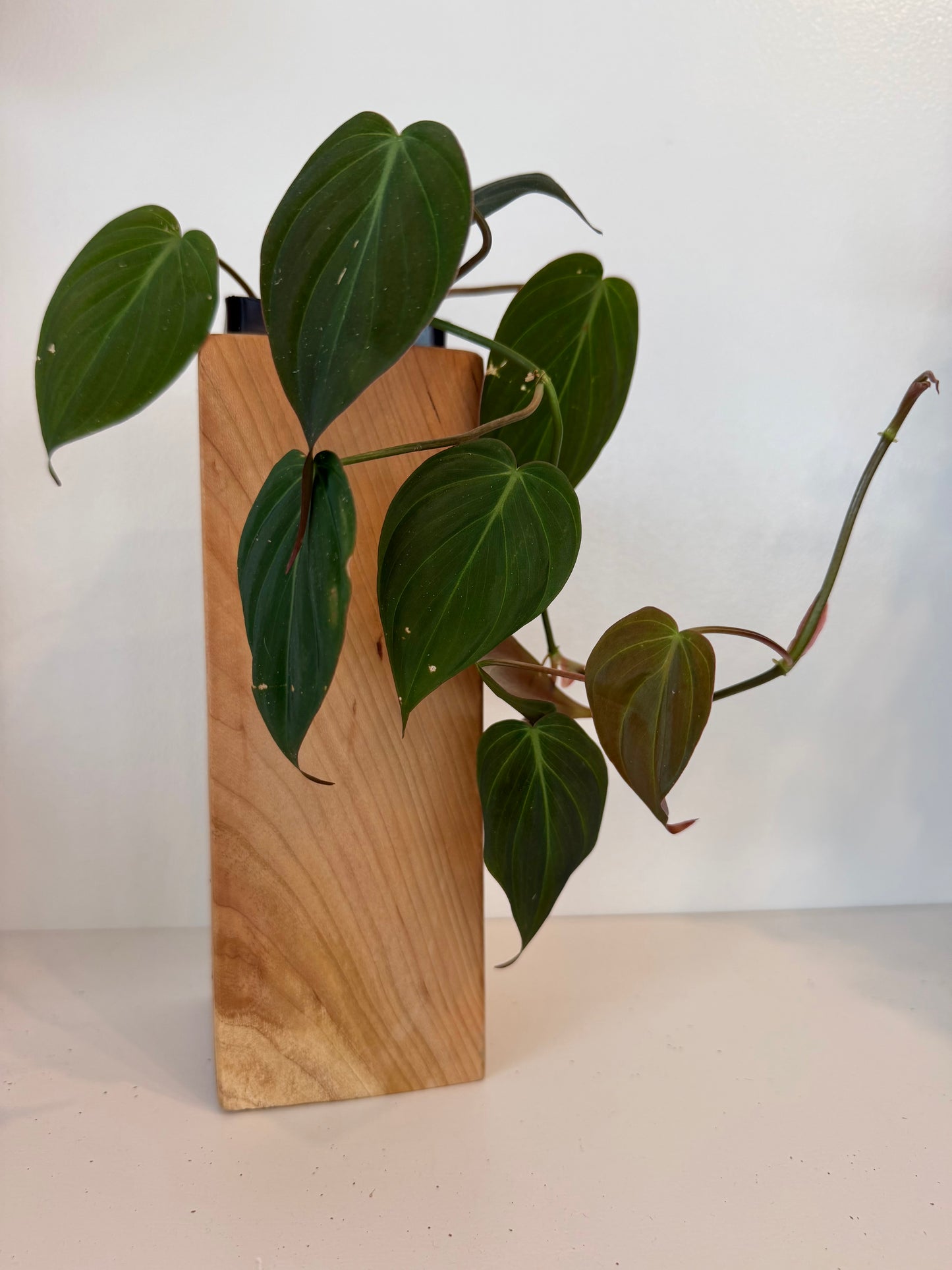 Black Cherry Tall Wood Planter