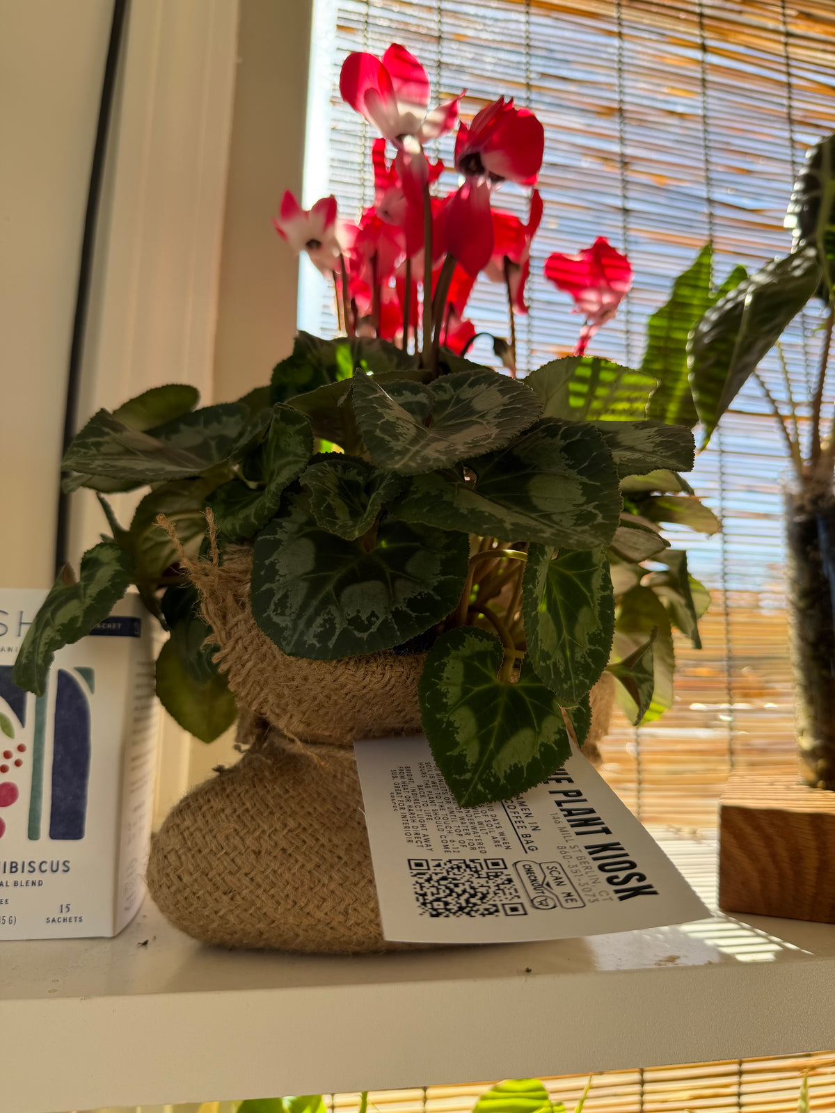 Cyclamen in Coffee Sack