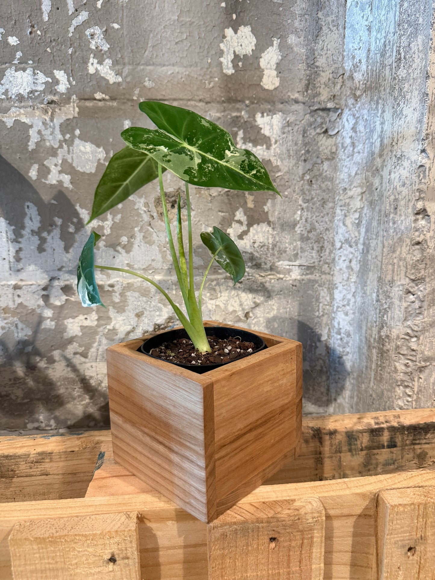 Elm Planter Box
