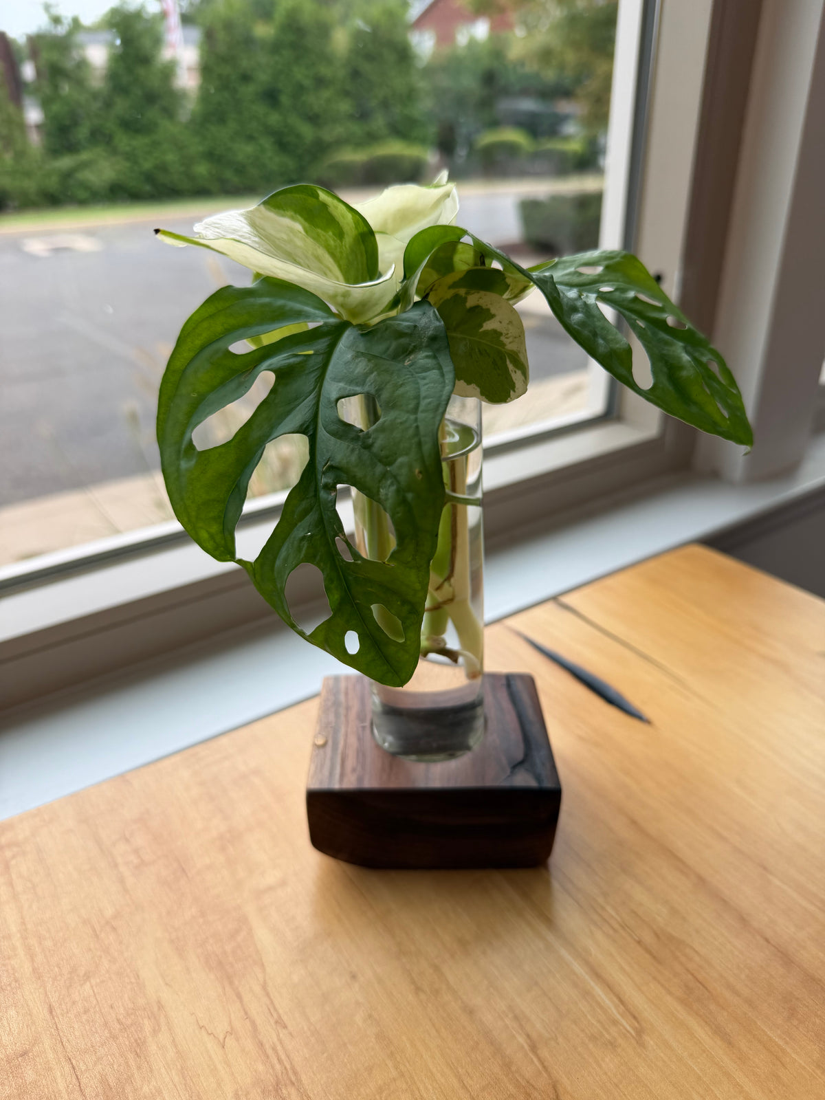 Live Plant Arrangment
