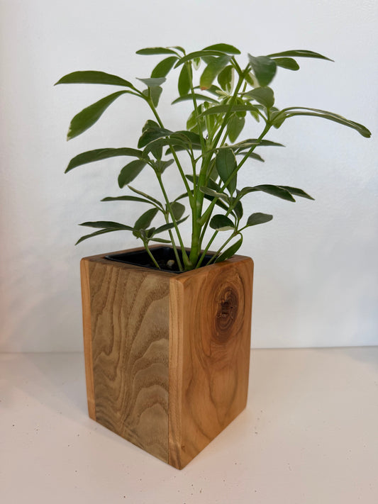 Moonlight Scheflera in Wood Planter