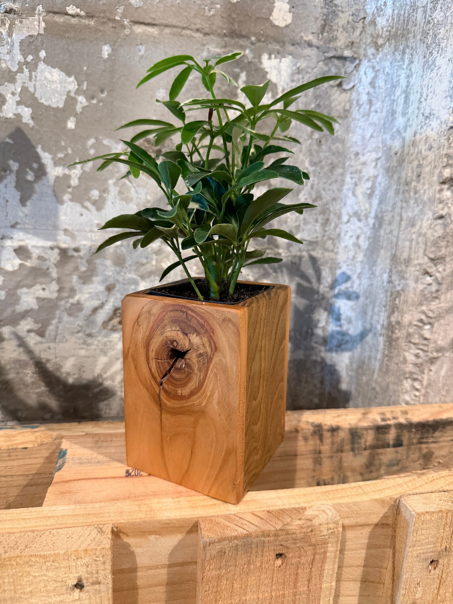 Tall Planter - Black Cherry