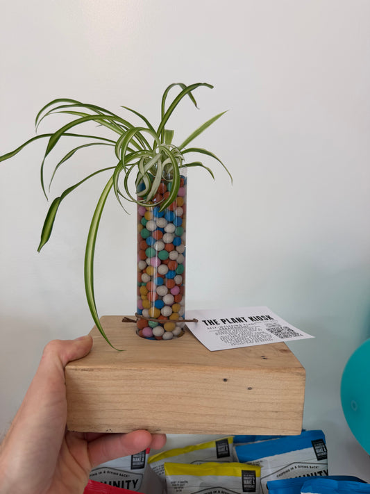 Self-Watering Glass Vase in Wood Base