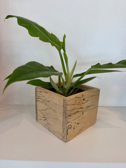 Jungle Boogie in Spalted Maple Planter Box