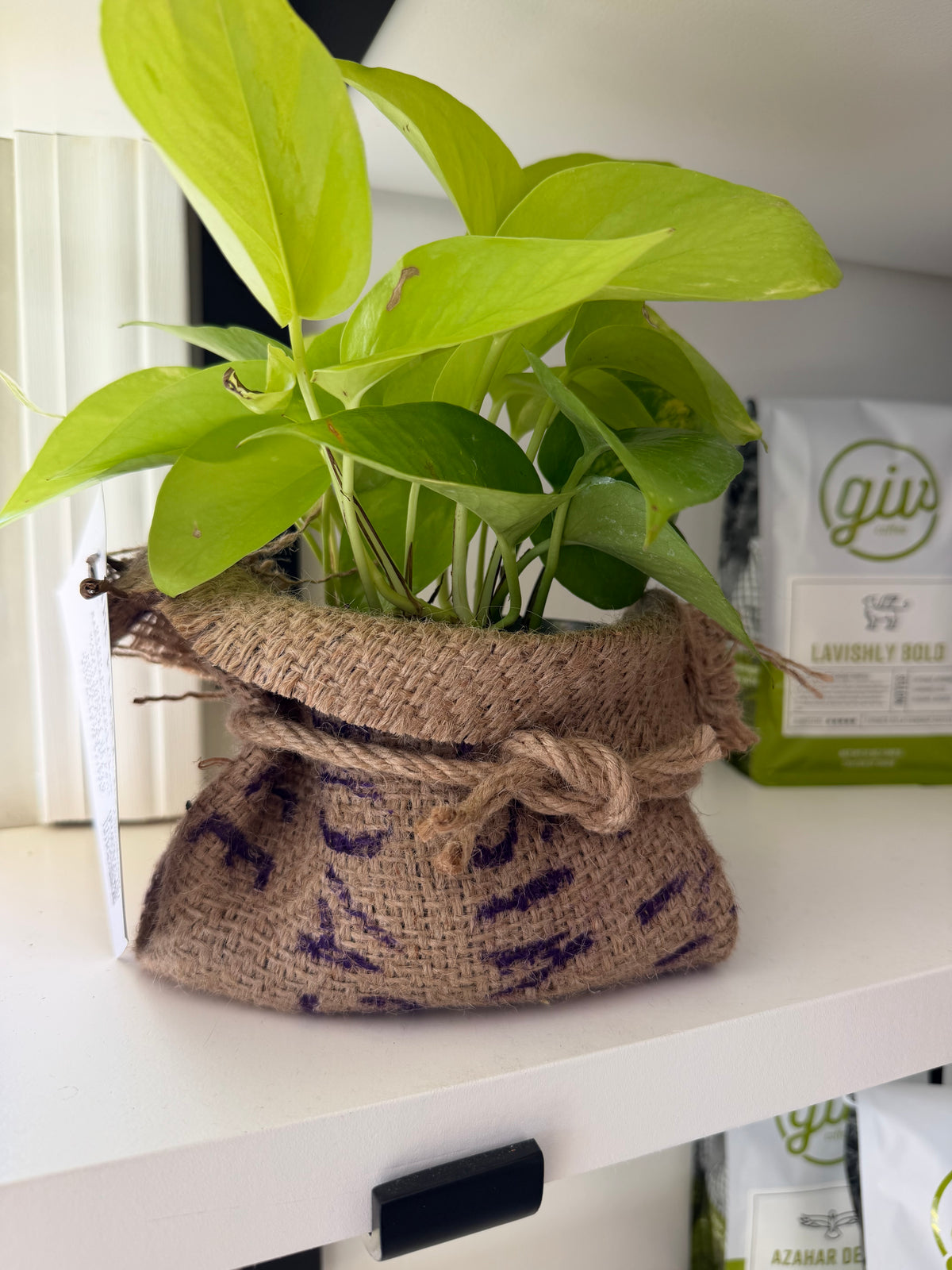 Pothos in Coffee Sack