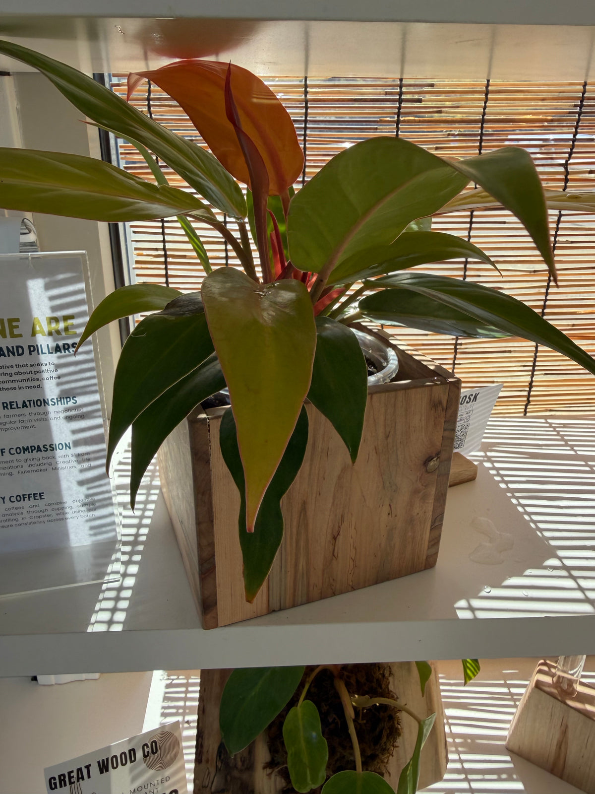 Prince of Orange Philodendron in Ambrosia Maple Box