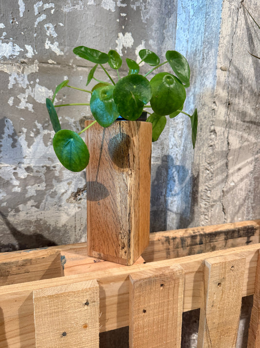 Red Oak CT Vase Planter