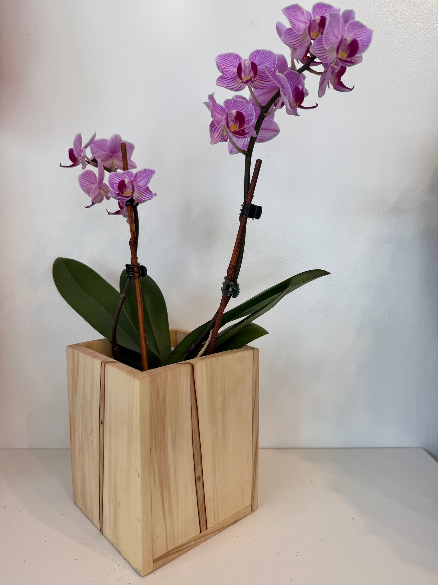 Orchid in Wood Box