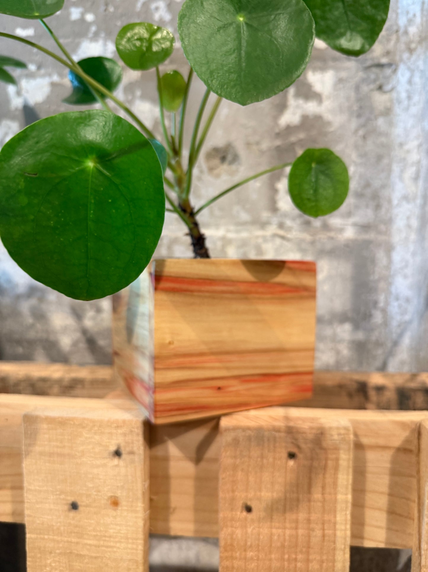 Box Elder Planter Box