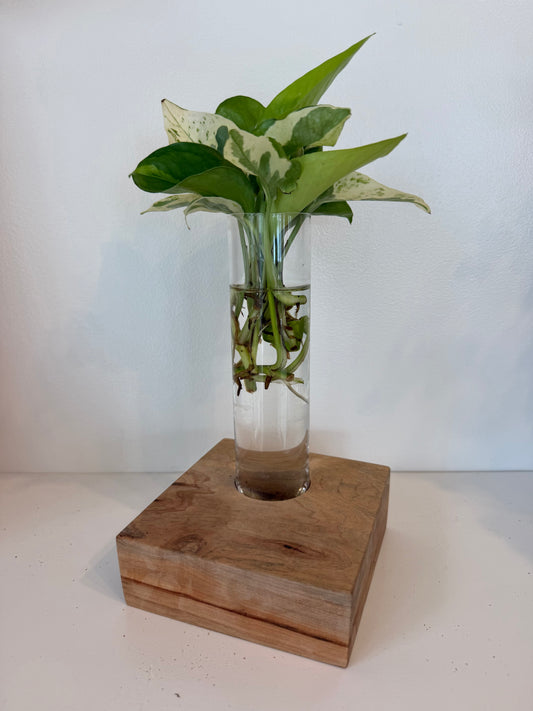 Pothos Live Plant Arrangment