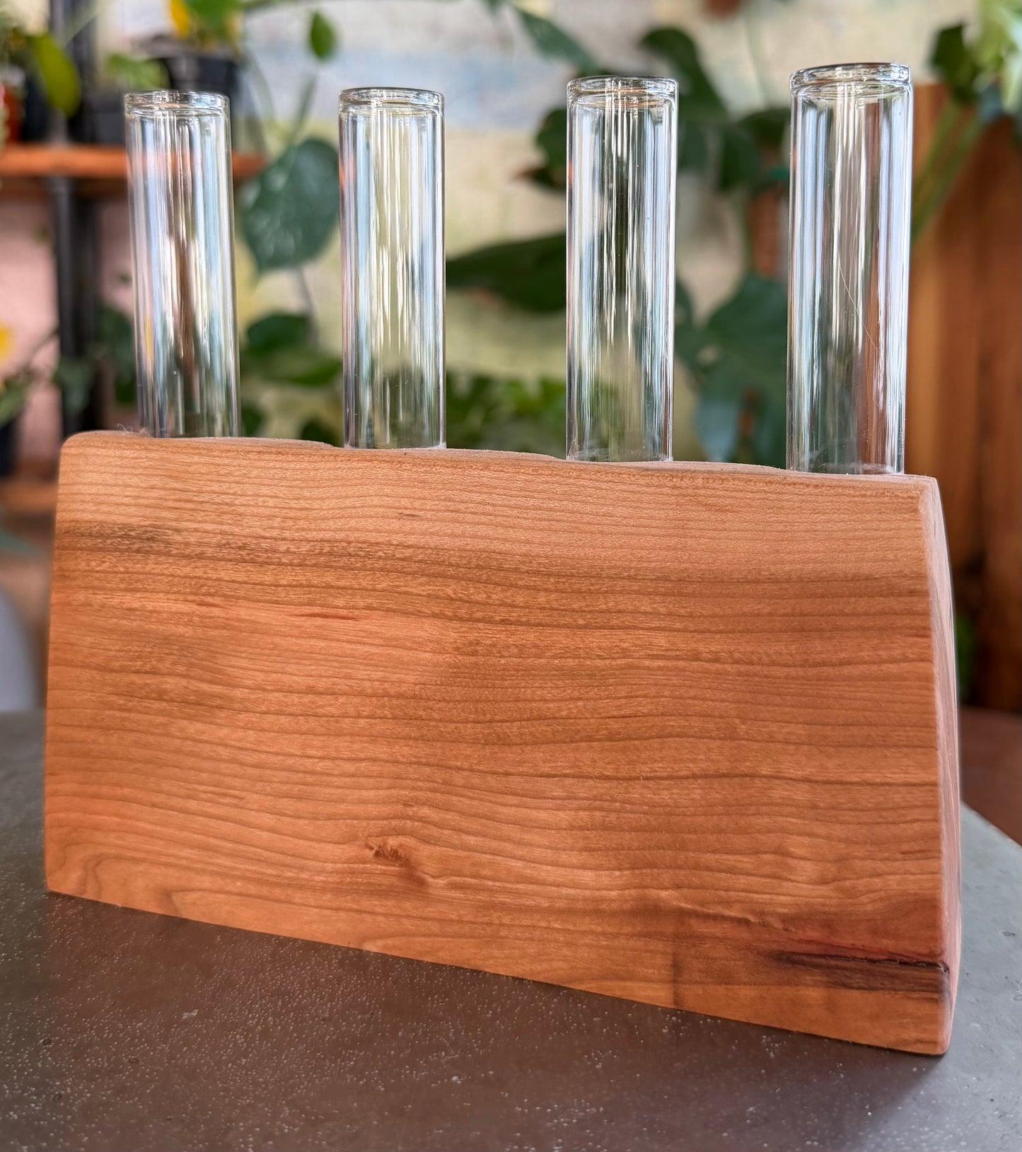 Black Cherry Propagation Station