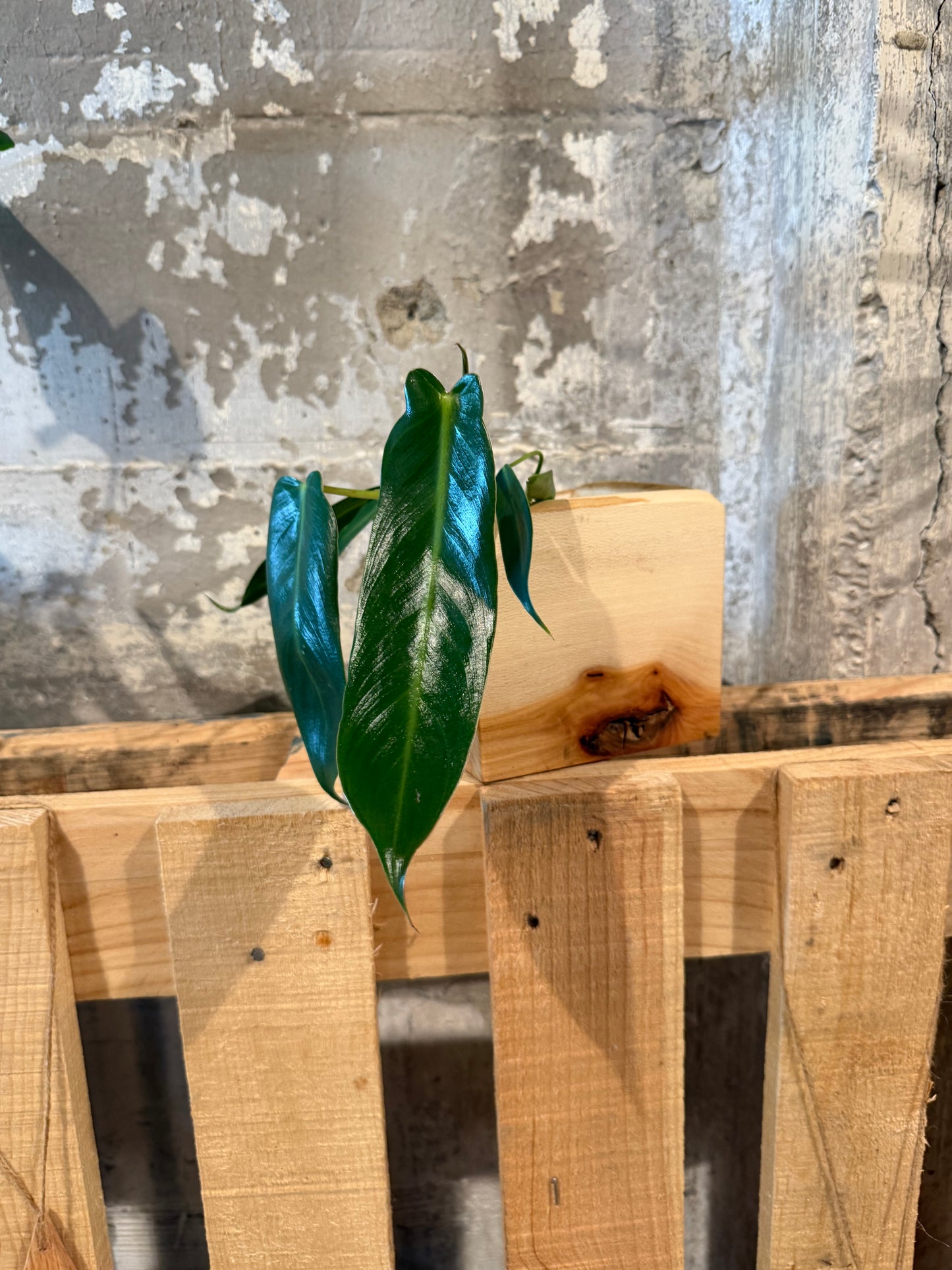 The Sycamore Monster - Planter