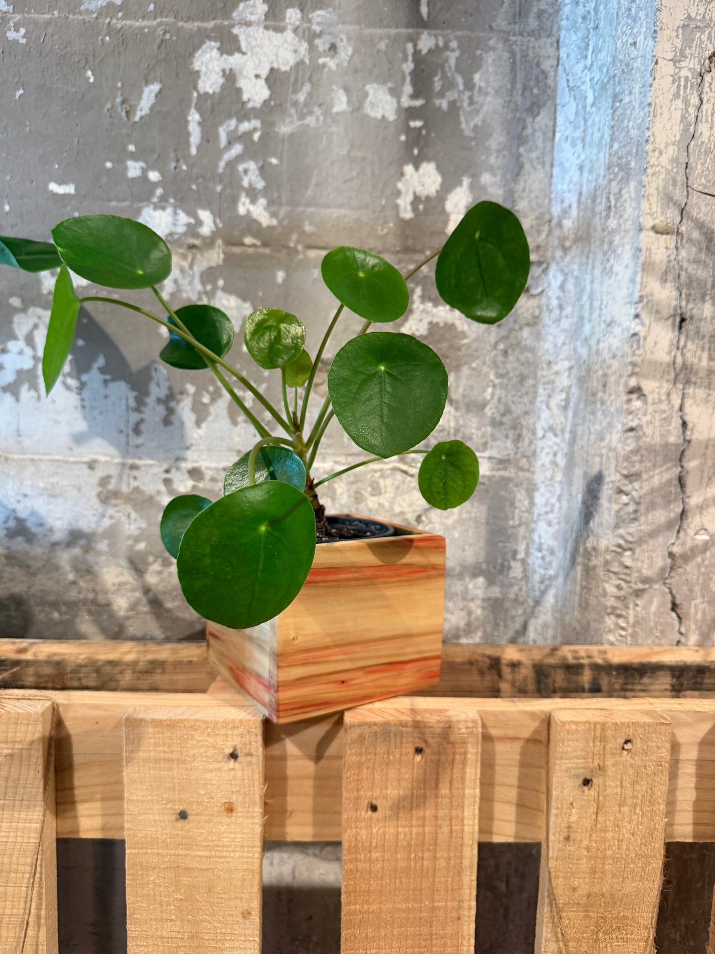 Box Elder Planter Box