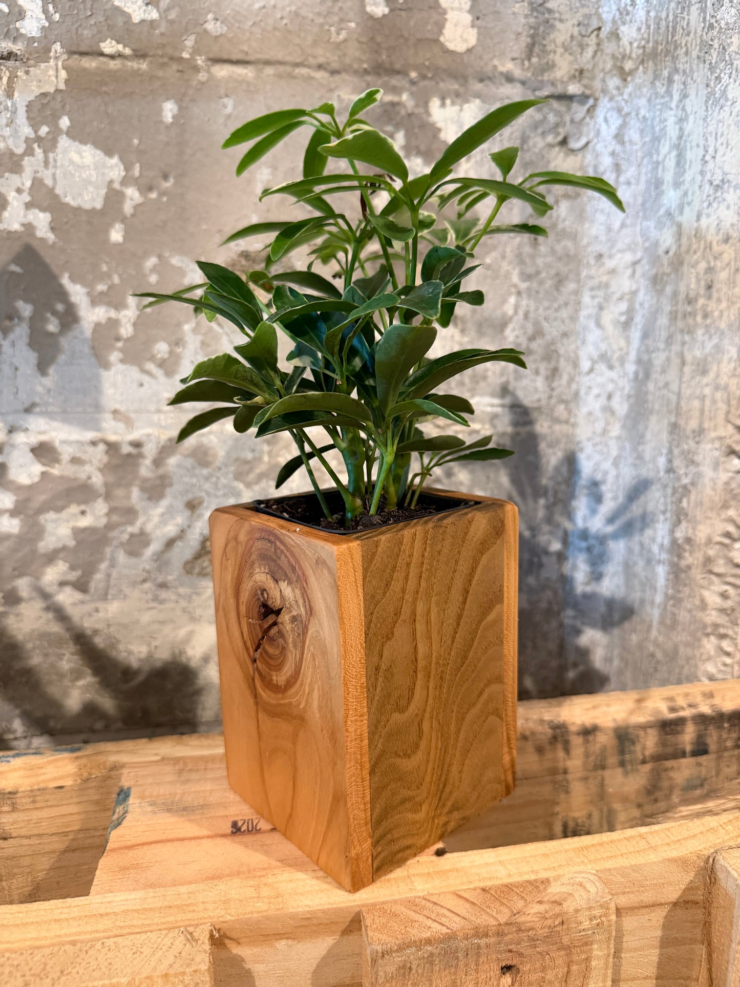 Tall Planter - Black Cherry