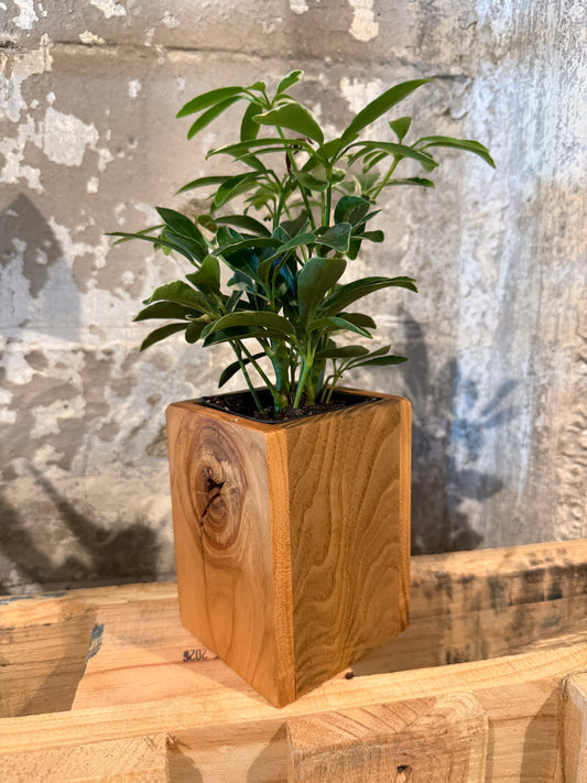 Tall Planter - Black Cherry