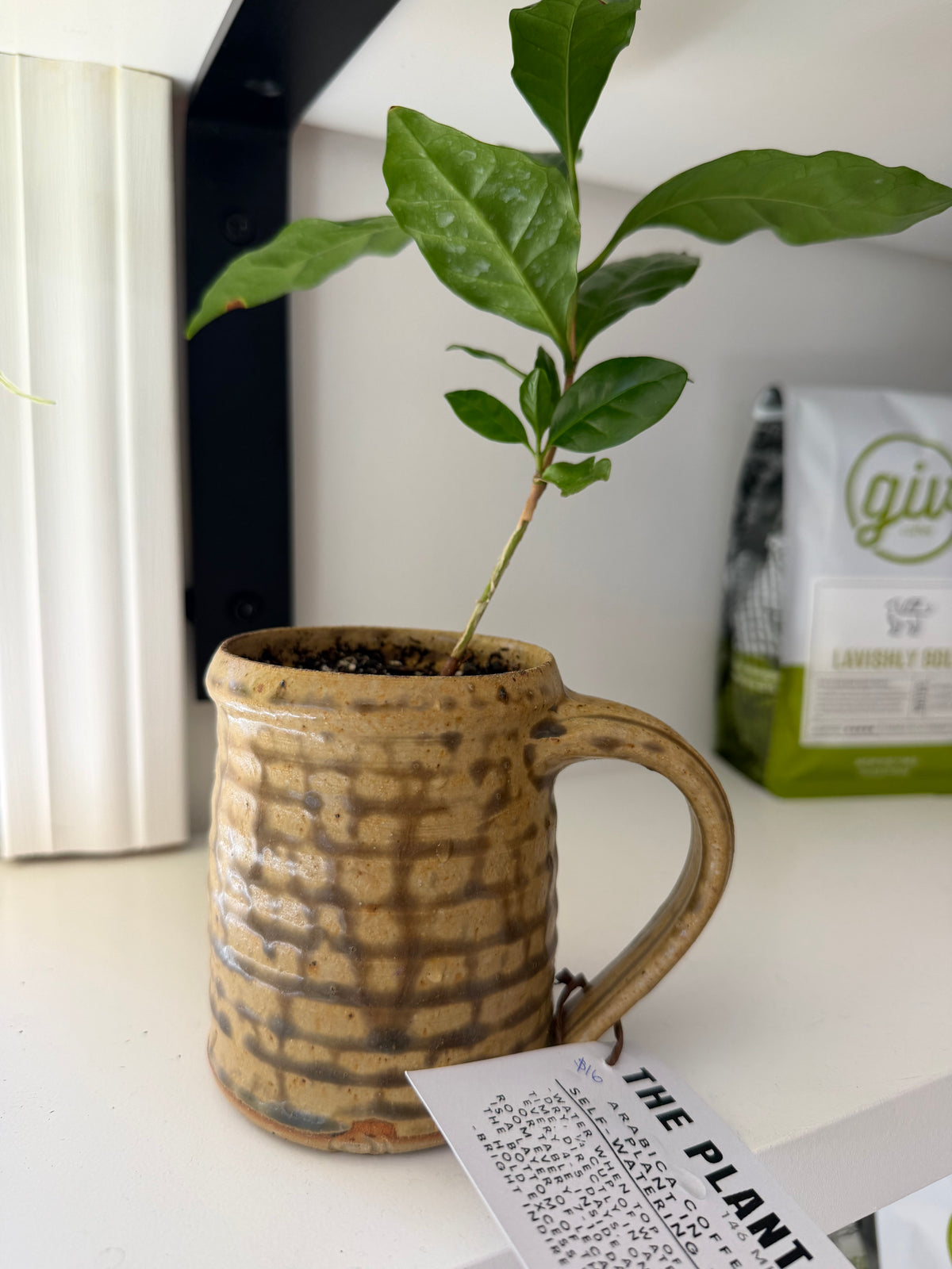 Coffee Plant in Coffee Sack