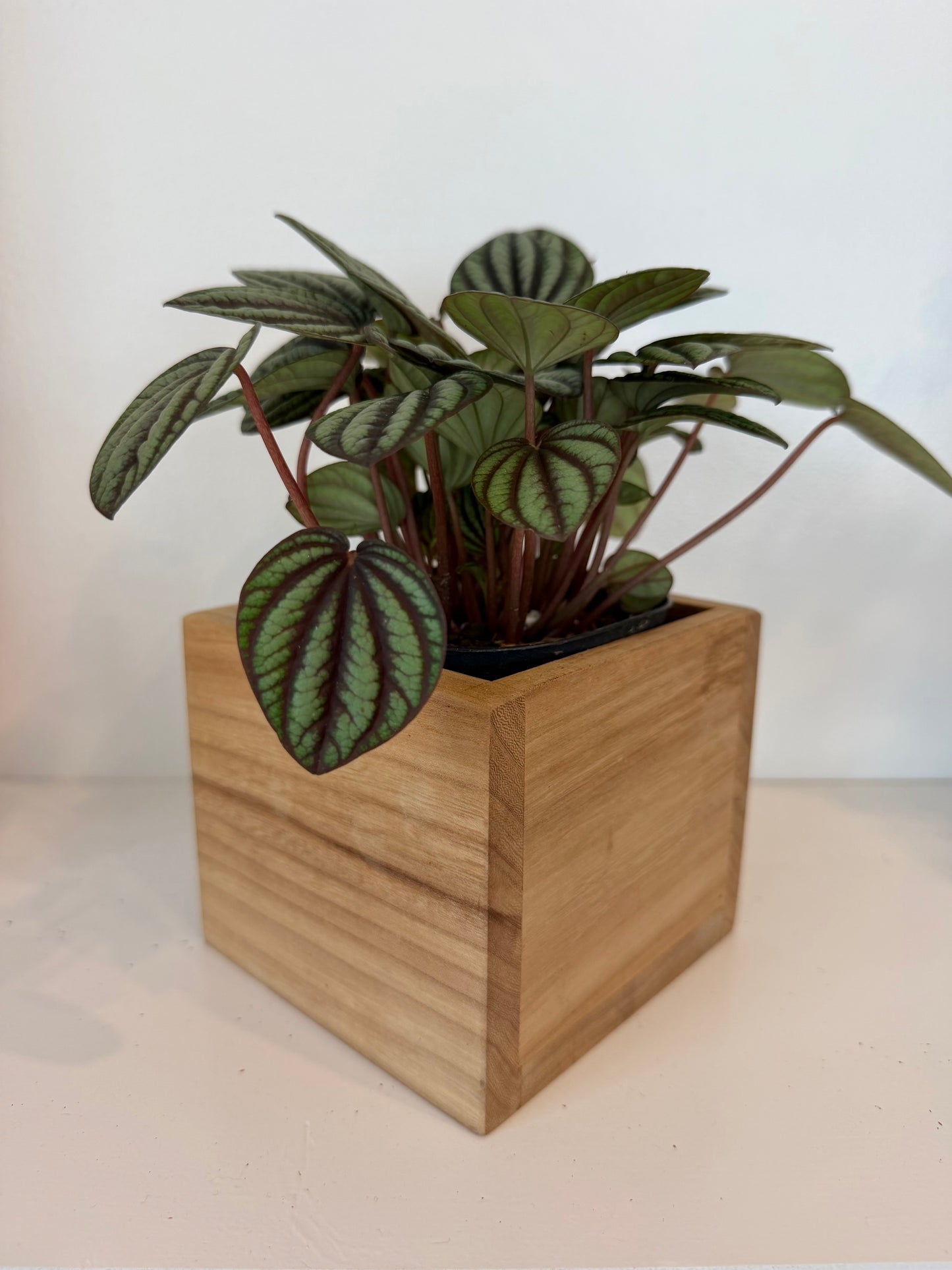 Peperomia Monte Carlo in Elm Planter Box