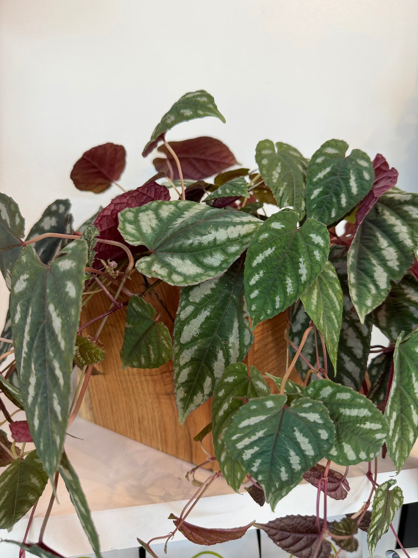 Butternut Box Planter with Cissus Discolor
